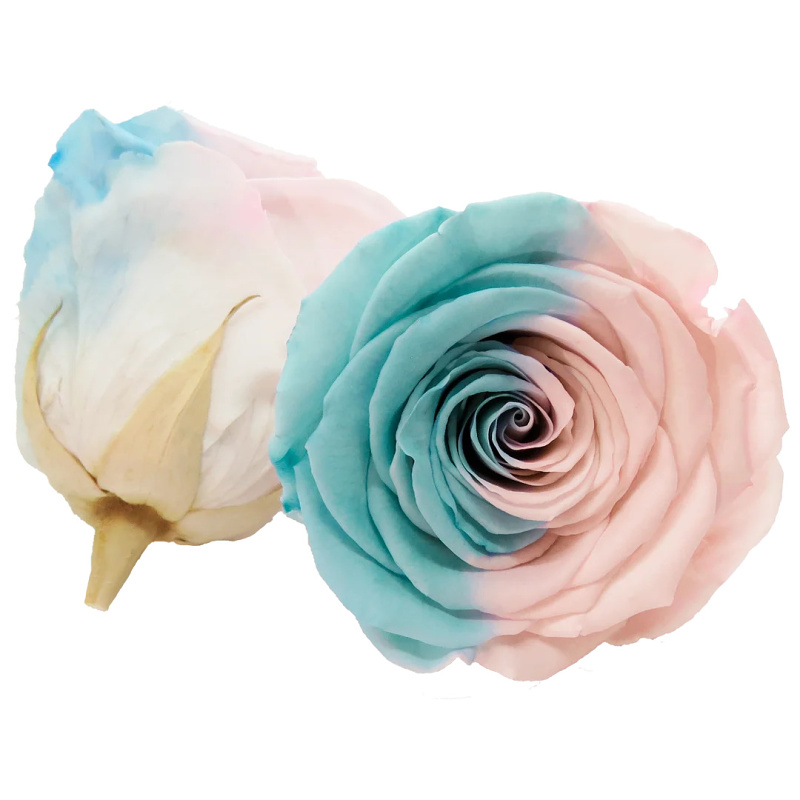 Darčeková stabilizovaná ruža - modro-ružová