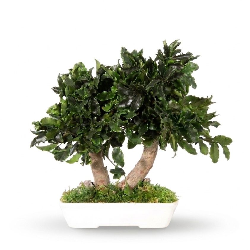 Pittosporum bonsai