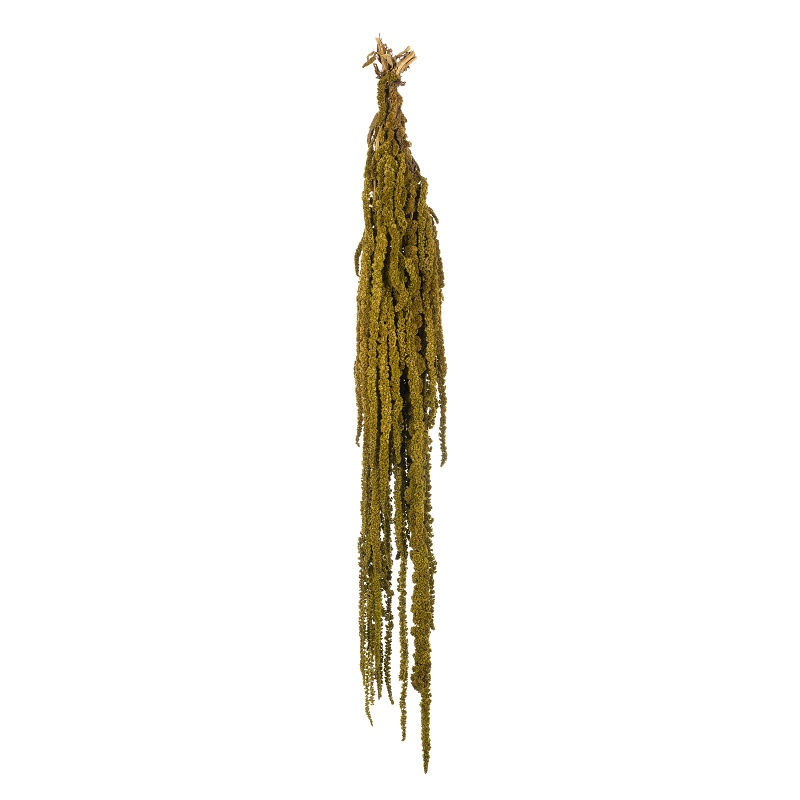 Amaranthus