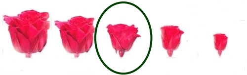 Hlavy ruží - štandard 6 ks