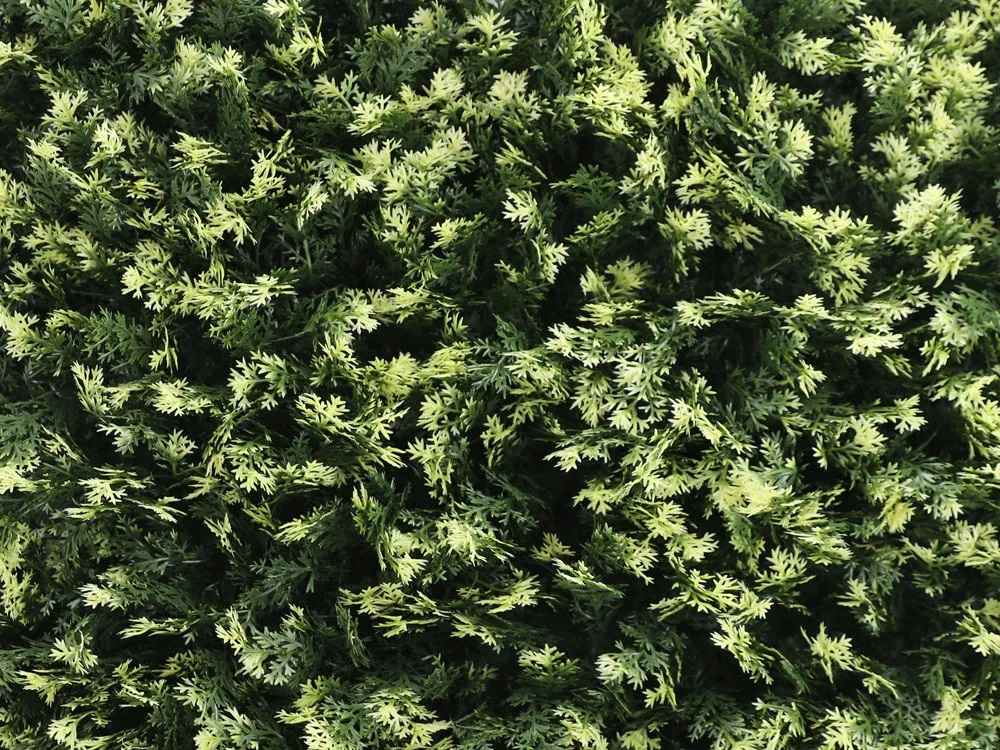 THUJA VG, dielec 50 x 50 cm