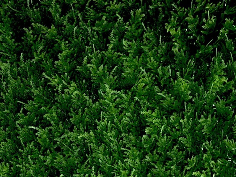 THUJA JAPONICA, dielec 50 x 50 cm