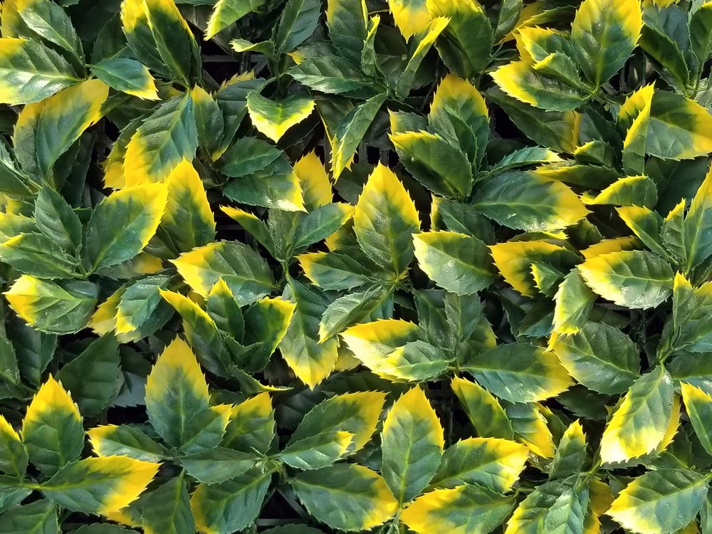 ILEX VG, dielec 50 x 50 cm
