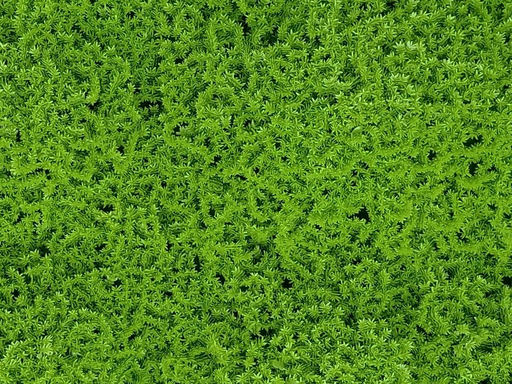 Moss green, dielec 50 x 50 cm