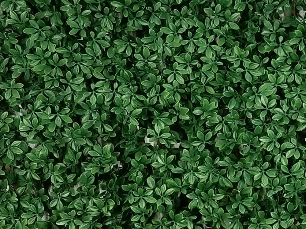 SCHEFFLERA - DARK GREEN EXT, rozmer 1,0x2,0 m
