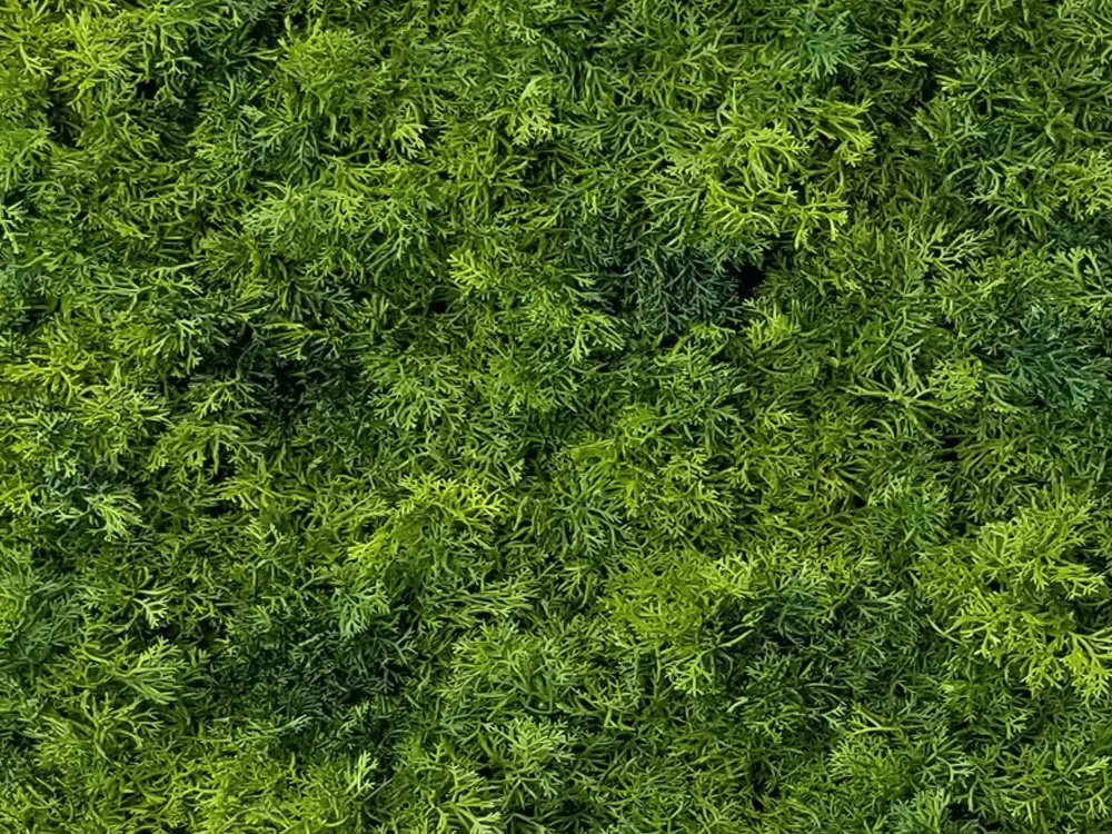 Moss deep dark, dielec 50 x 50 cm