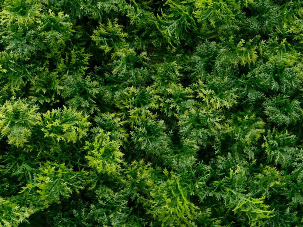 Moss coral dark, dielec 50 x 50 cm