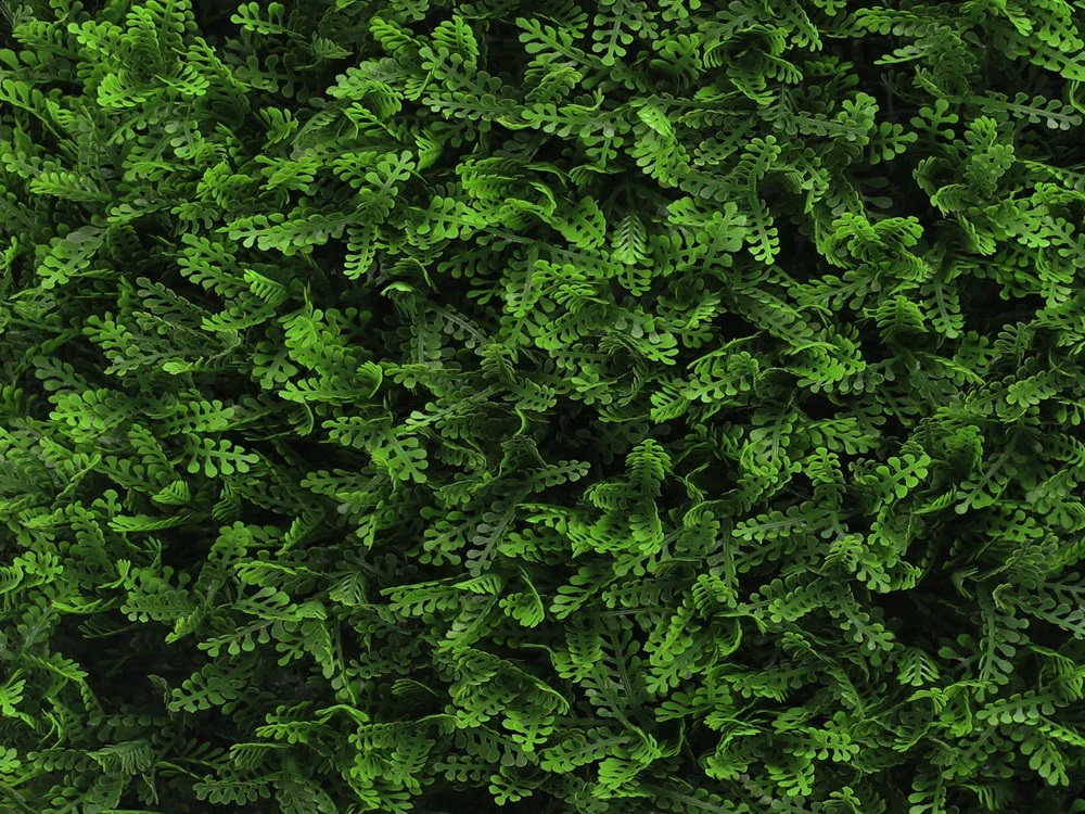Asplenium dark, dielec 50 x 50 cm