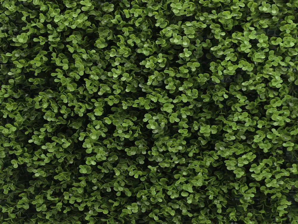 Buxus long green, dielec 50 x 50 cm
