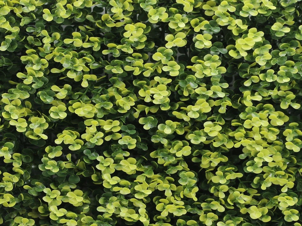 Buxus long VG yellow, dielec 50 x 50 cm