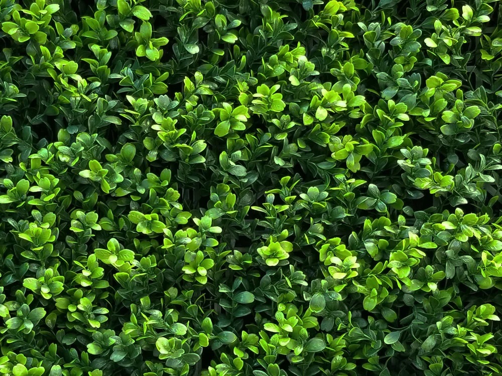 Buxus japonicus, dielec 50 x 50 cm