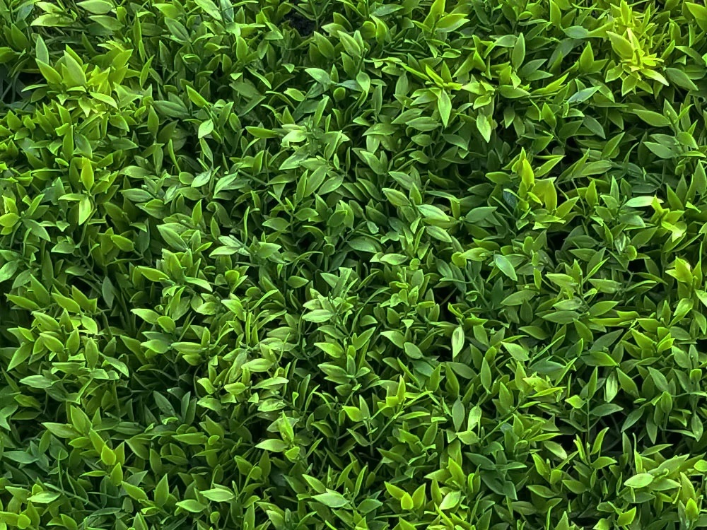 Buxus Muisdoorn, dielec 50 x 50 cm