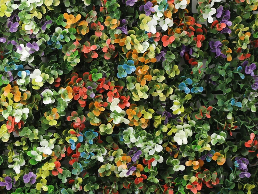 Buxus multicolor, dielec 50 x 50 cm