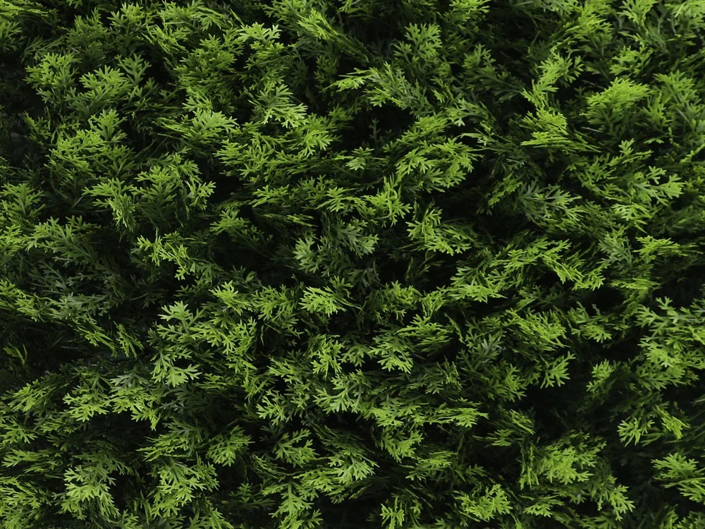 THUJA green, dielec 50 x 50 cm