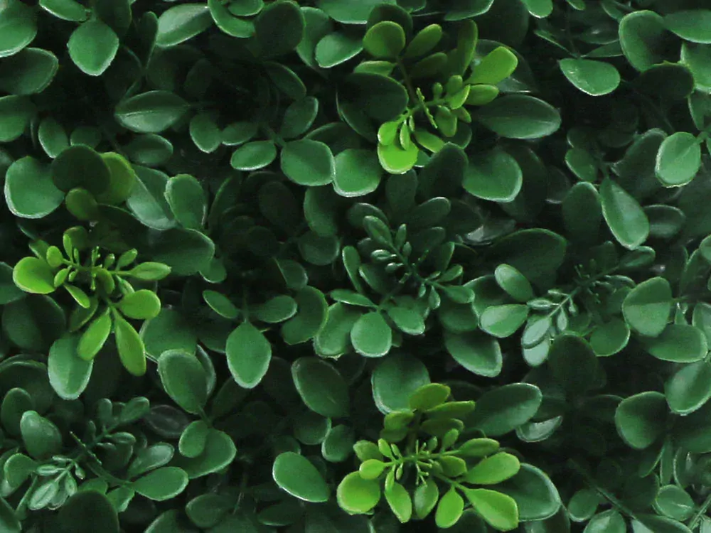 Wild lime, dielec 50 x 50 cm