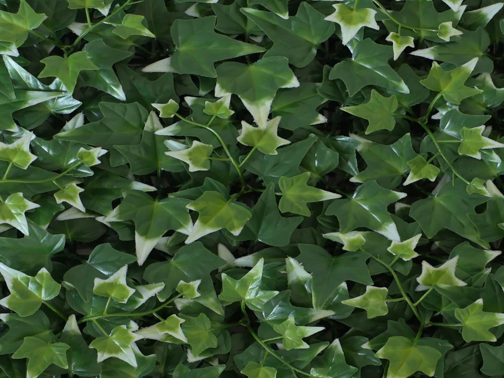 Hedera helix VG, dielec 50 x 50 cm