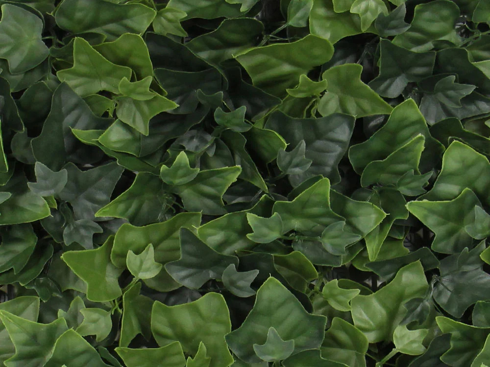 Hedera helix, dielec 50 x 50 cm