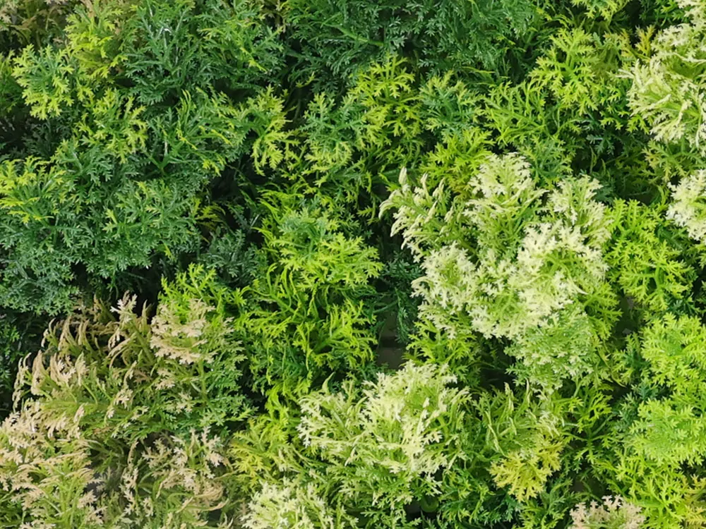 Moss coral mix, dielec 50 x 50 cm