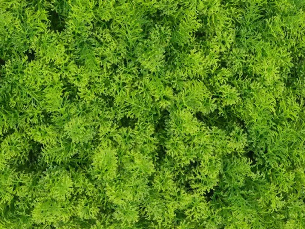 Moss coral light green, dielec 50 x 50 cm