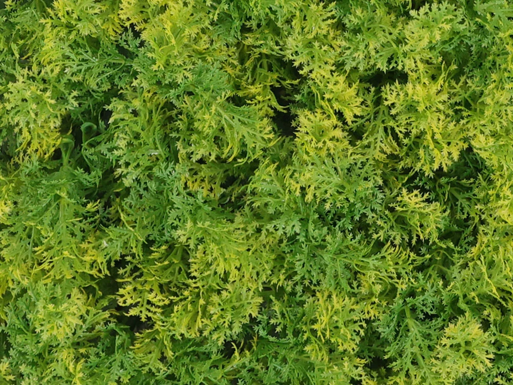 Moss coral yellow, dielec 50 x 50 cm