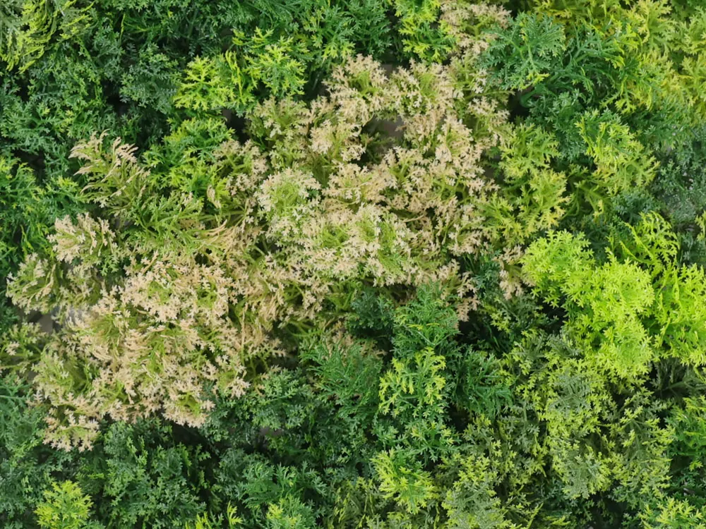 Moss coral mix 2, dielec 50 x 50 cm