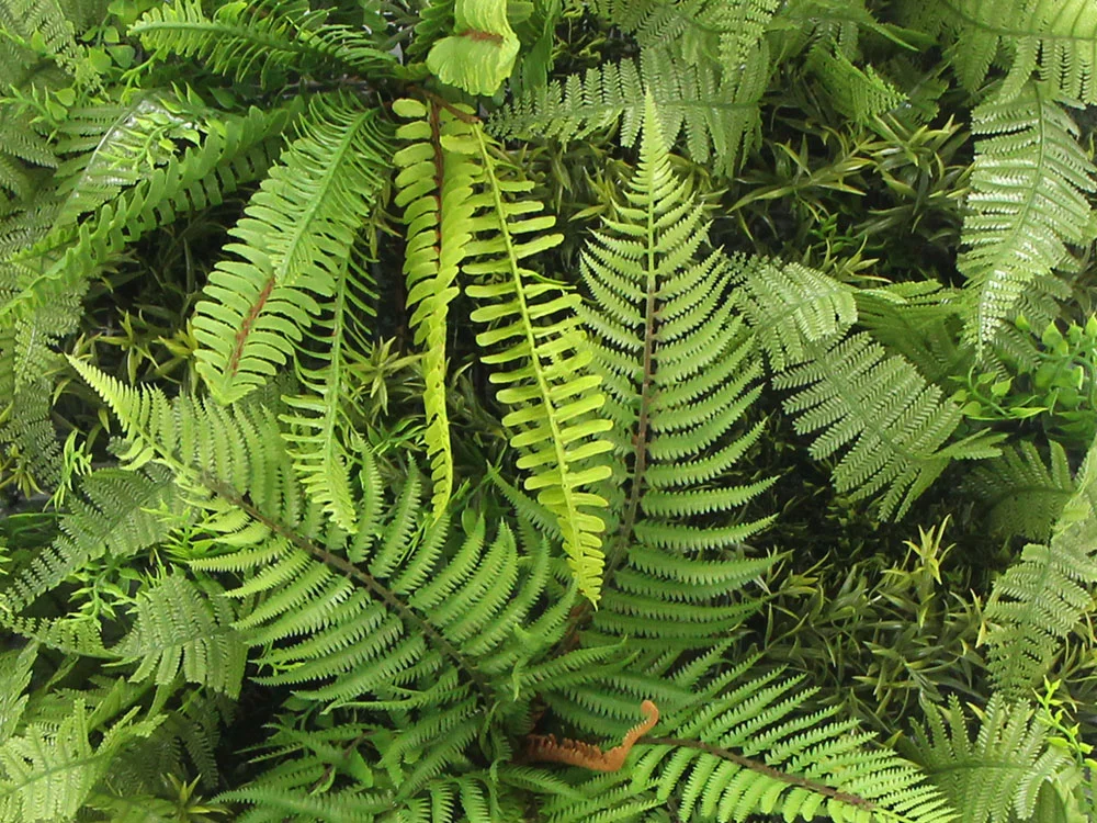 MINI WALL GREEN Dicksonia tree fern, dielec 50 x 50 cm