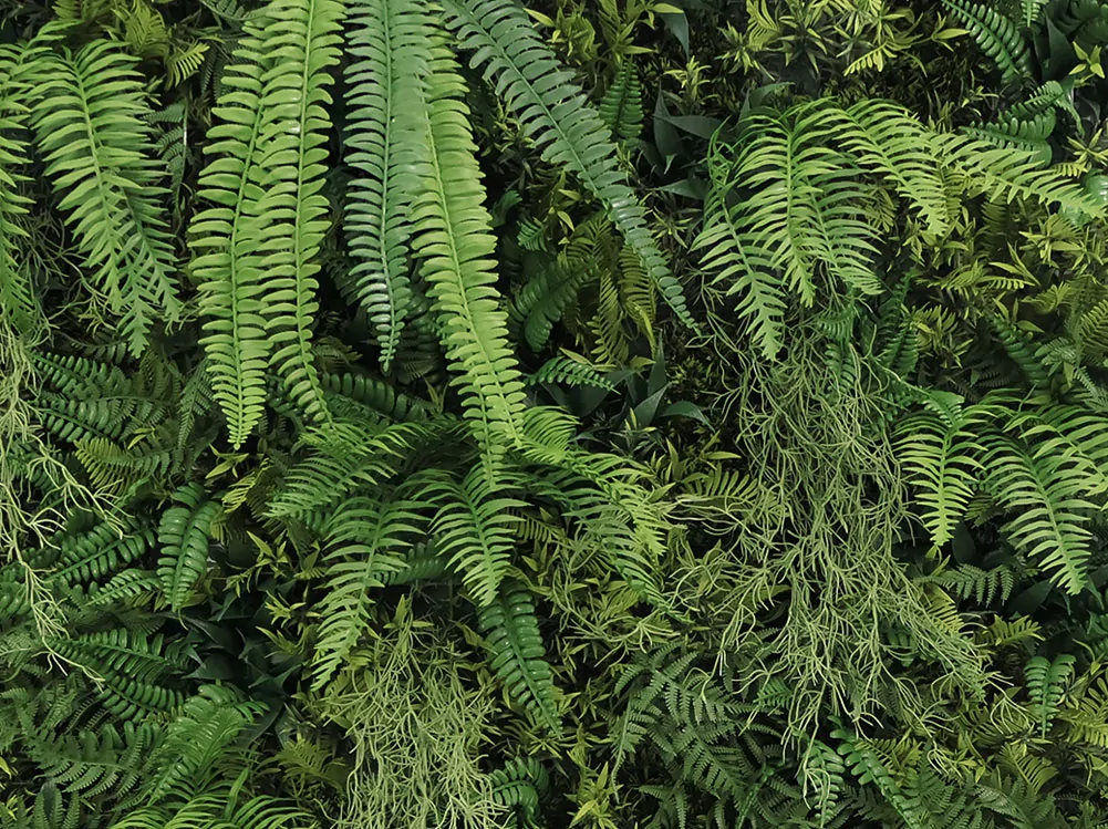 WALL GREEN Boston fern botanica, dielec 100 x 100 cm