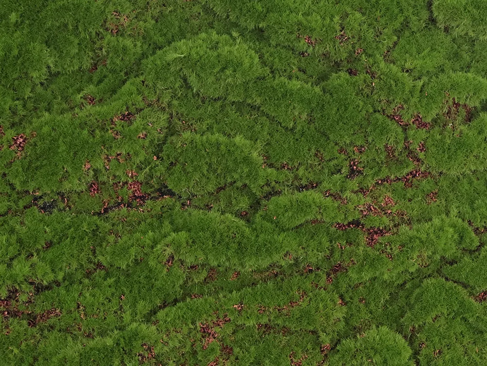 Ball moss, dielec 50 x 50 cm