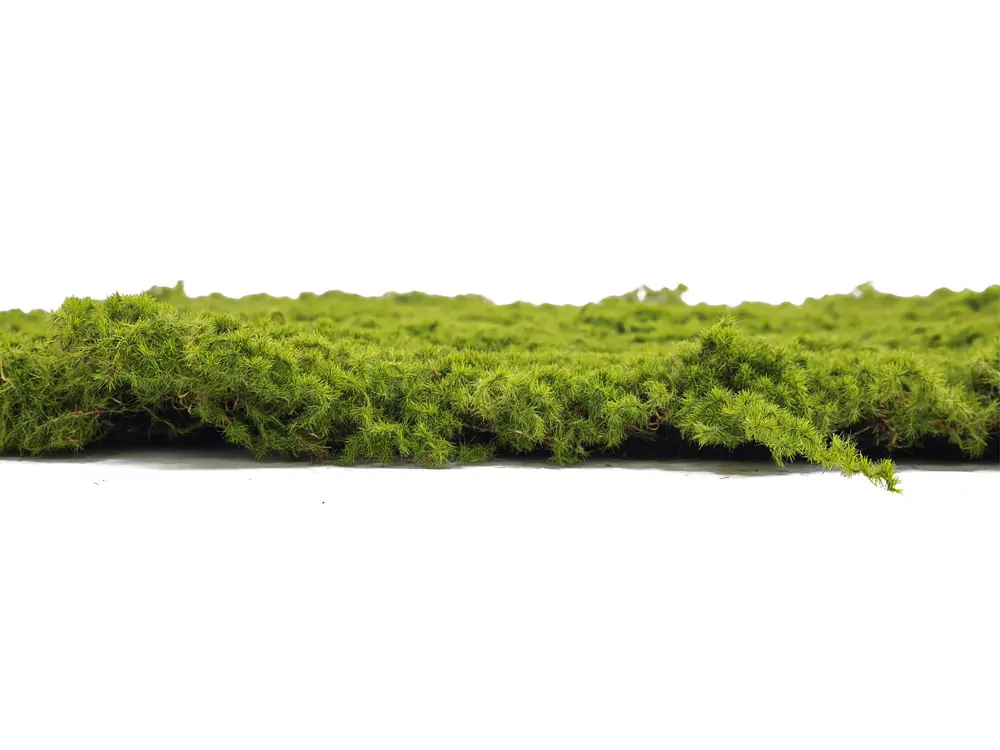 Moss gray crooked, dielec 50 x 50 cm