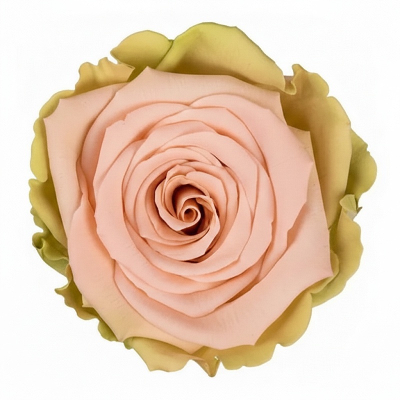 Darčeková stabilizovaná ruža - zeleno-ružová 60