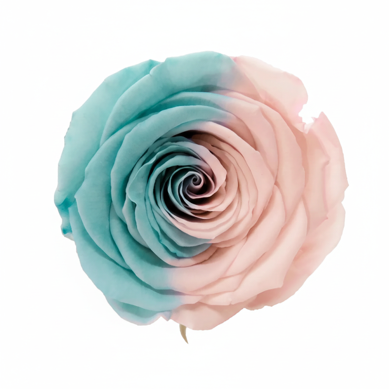 Darčeková stabilizovaná ruža - modro-ružová