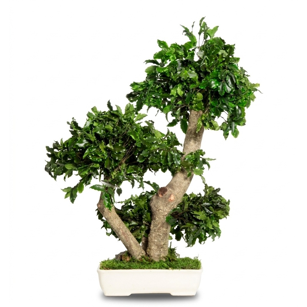 Pittosporum bonsai