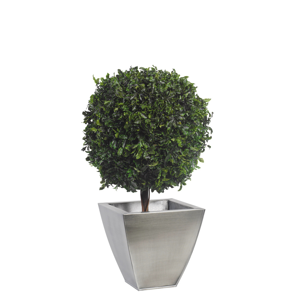 Pittosporum - simple spehere