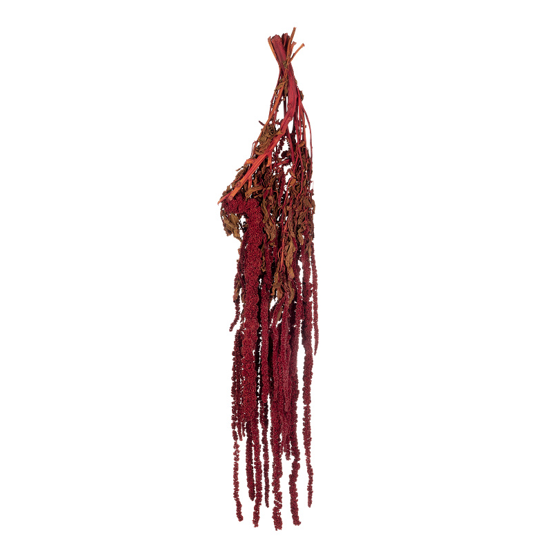 Amaranthus