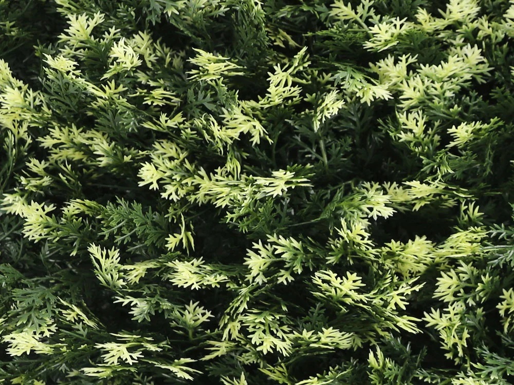 THUJA VG, dielec 50 x 50 cm