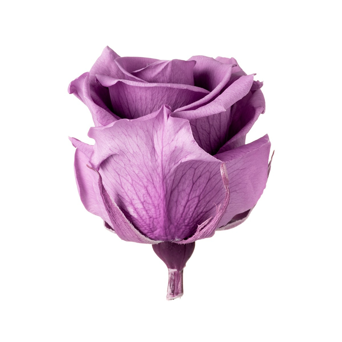 Stabilizovaná ruža - lila