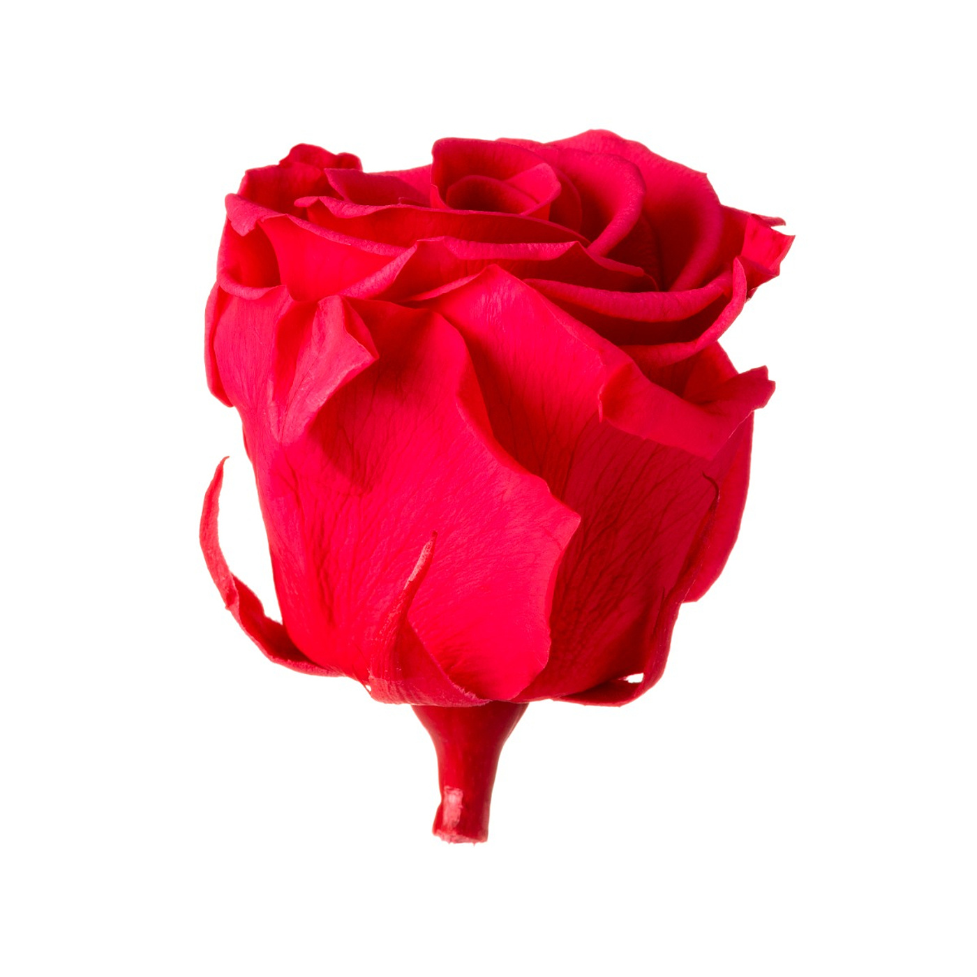 Stabilizovaná ruže - tmavo ružová