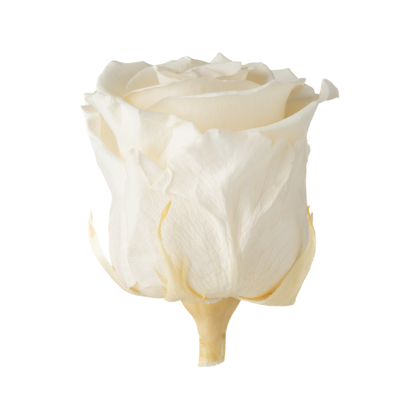 Stabilizovaná ruža - champagne