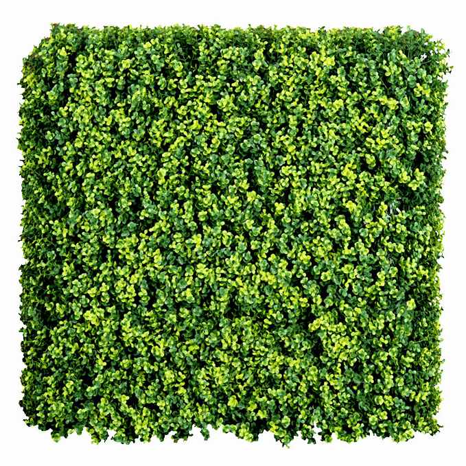 Buxus long VG yellow, dielec 50 x 50 cm