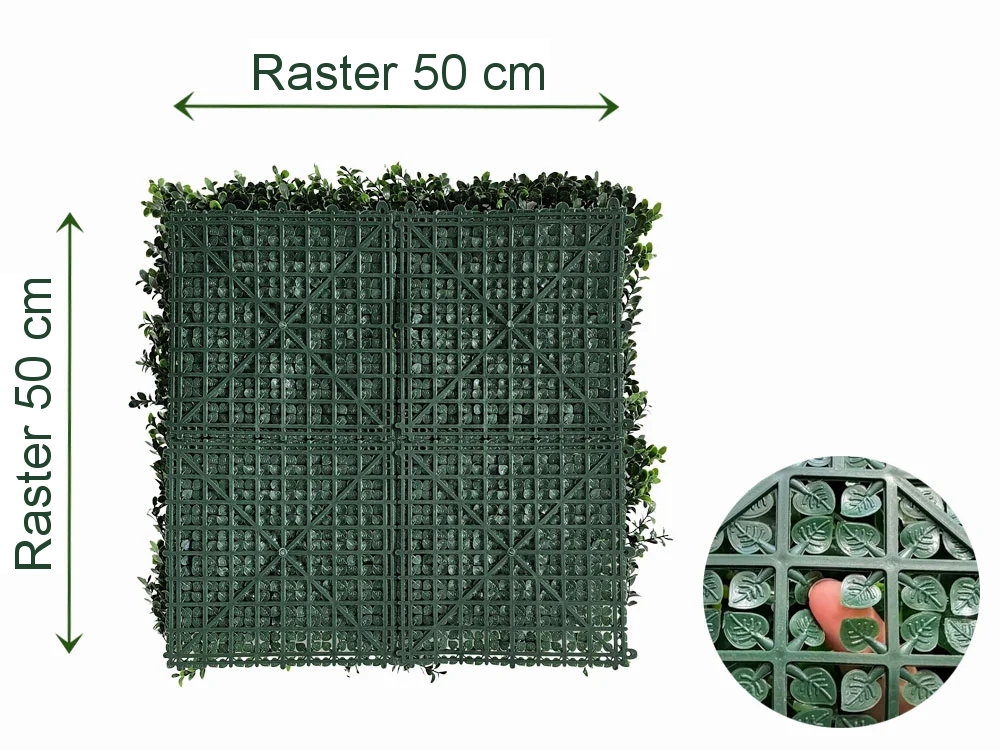Buxus japonicus, dielec 50 x 50 cm