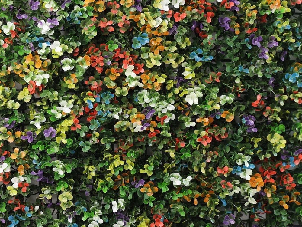 Buxus multicolor, dielec 50 x 50 cm