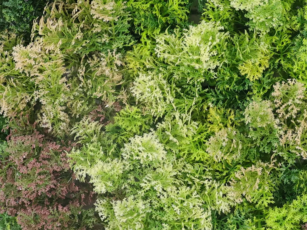 Moss coral mix, dielec 50 x 50 cm