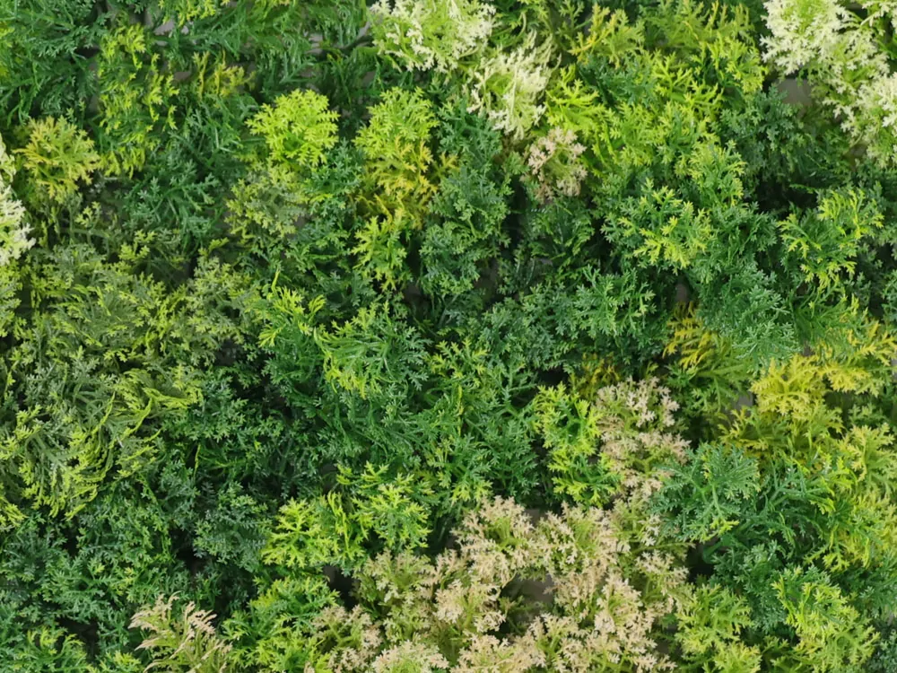 Moss coral mix 2, dielec 50 x 50 cm