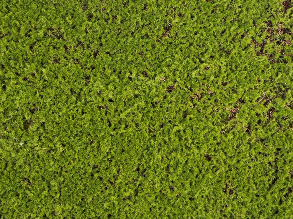 Moss gray crooked, dielec 50 x 50 cm