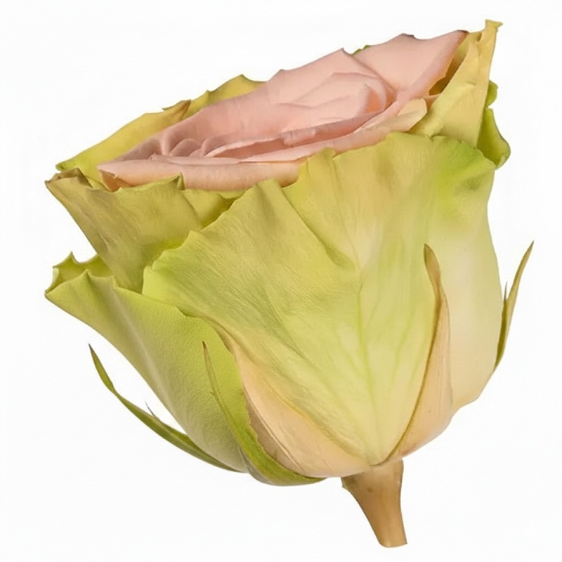 Darčeková stabilizovaná ruža - zeleno-ružová 60