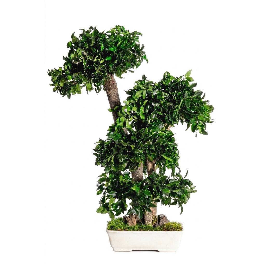 Pittosporum bonsai