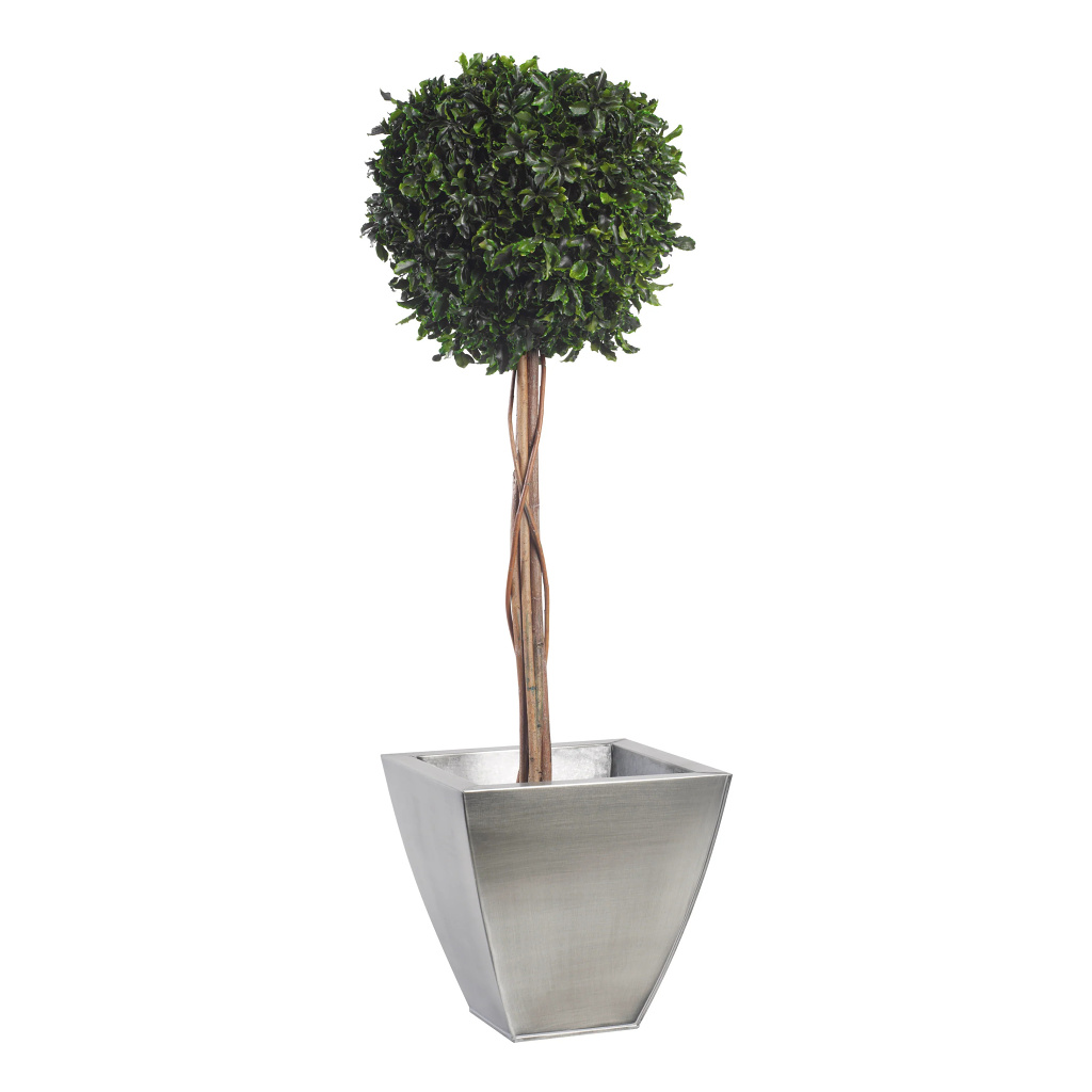 Pittosporum - simple spehere