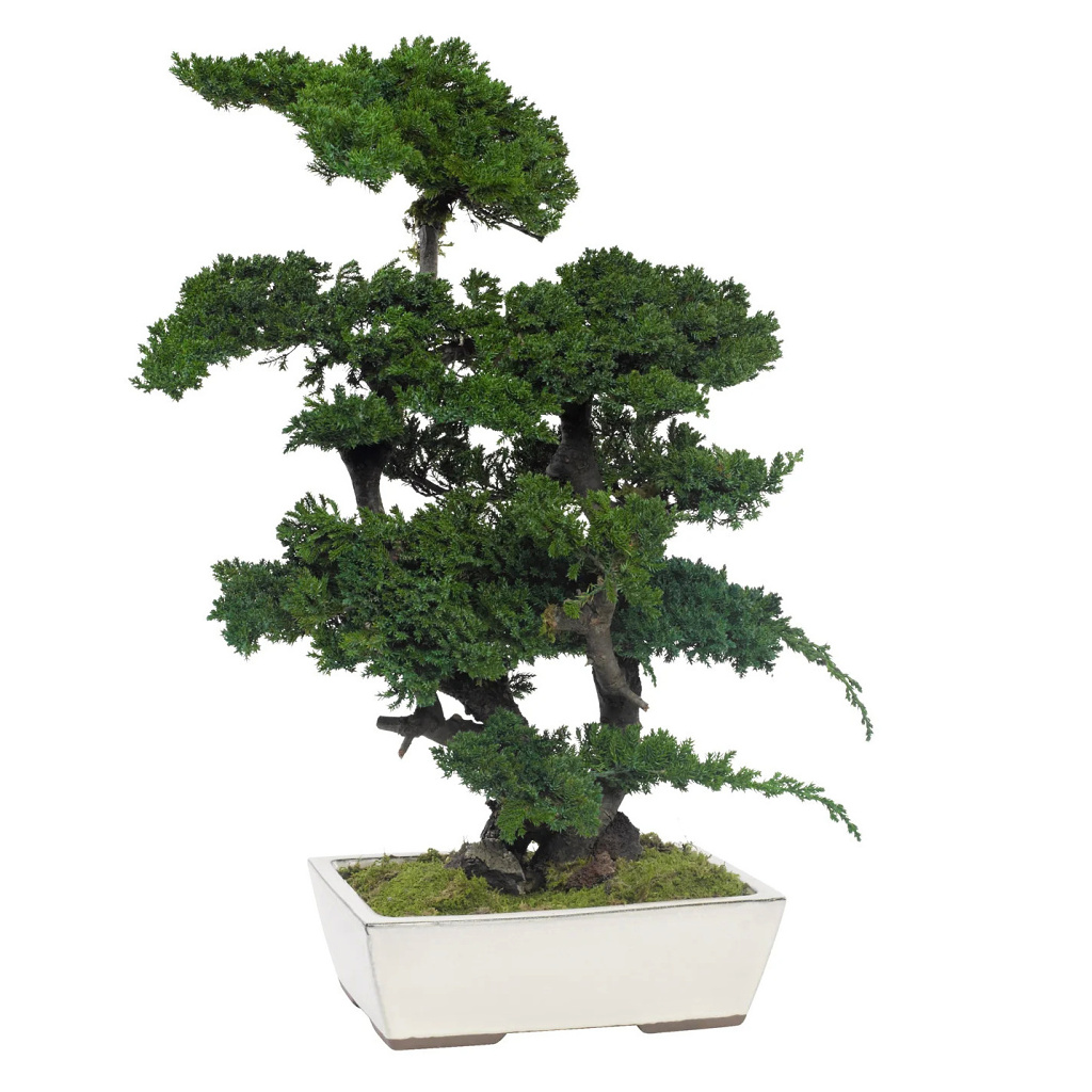 Juniperus bonsai