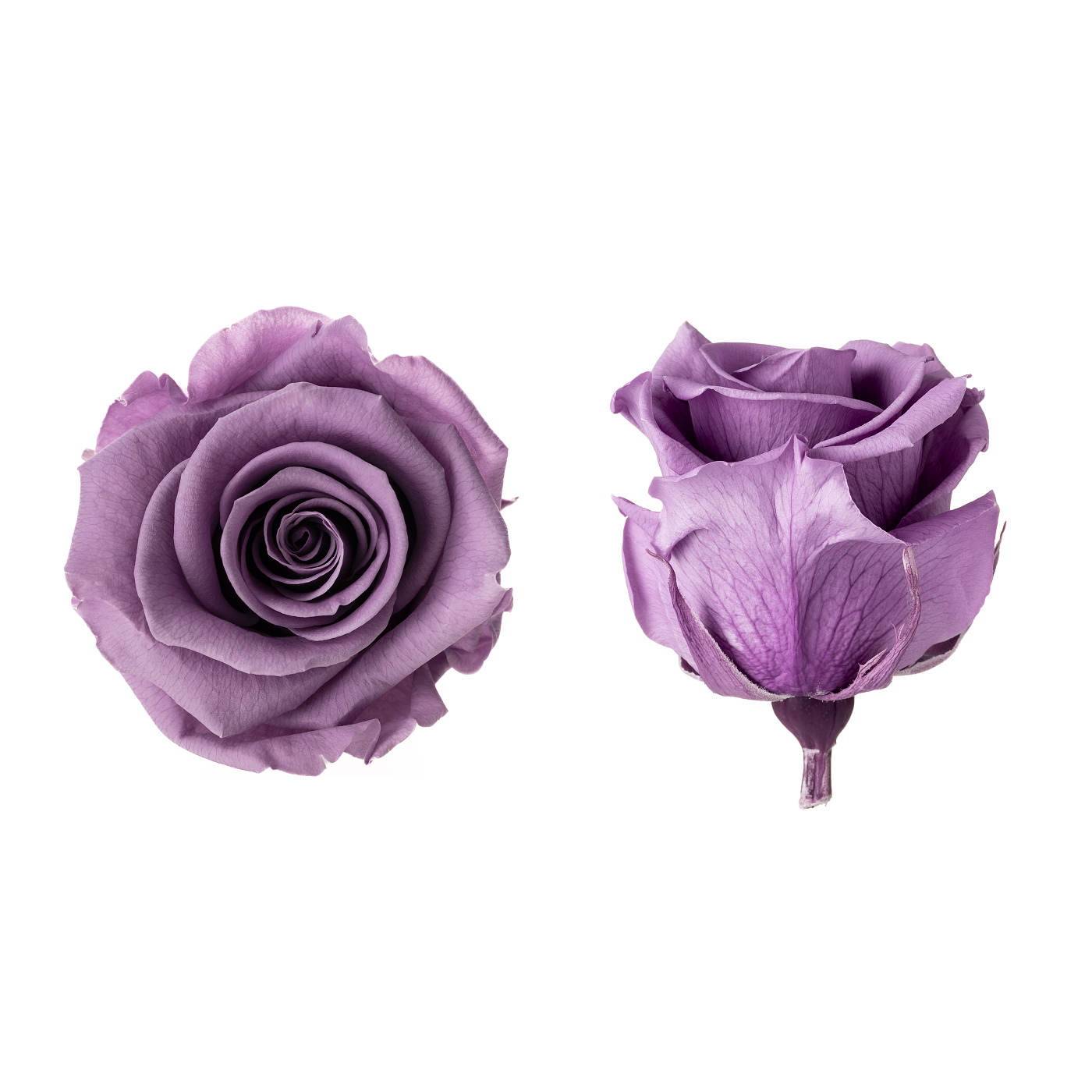 Stabilizovaná ruža - lila