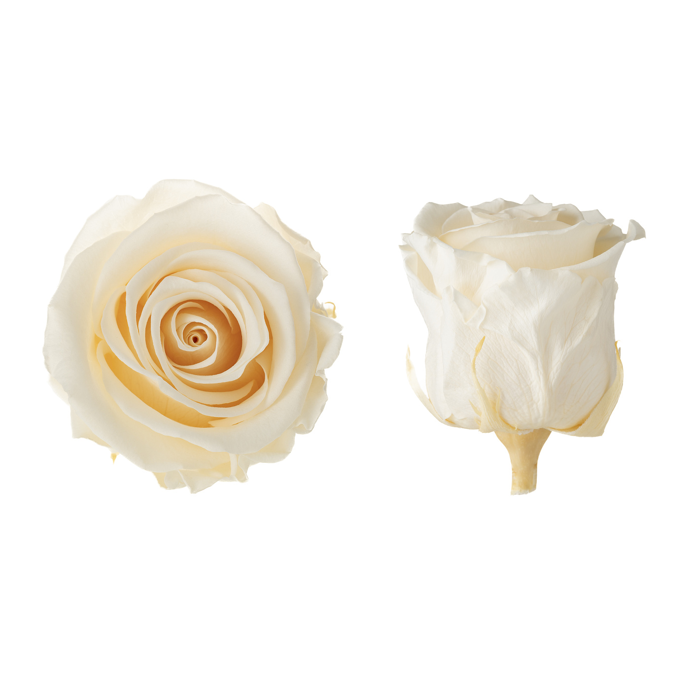 Stabilizovaná ruža - champagne